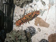 -迪拜水族馆及水下动物园