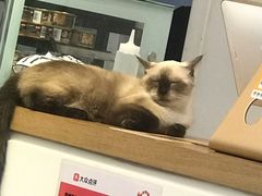 -Heymao猫咖.咖啡厅(东门店)