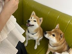 -是阿柴呀！柴犬咖啡·爱喵喵猫咖