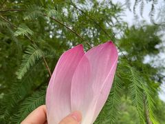 -合肥滨湖国家森林公园