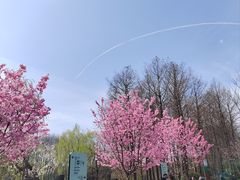 -顾村公园