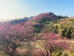 -新建村梅花