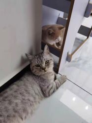 -飞梵造型