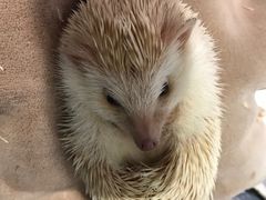 -藦茜花园宠物主题亲子互动体验馆(国顺东路店)