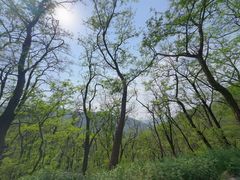 -鲁山国家森林公园