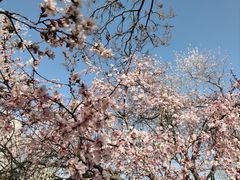 -桃花堤公园