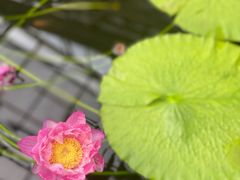 -国家植物园