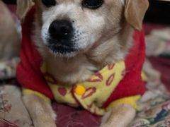 -彩虹桥宠物火化殡葬善终服务(金乐大厦店)