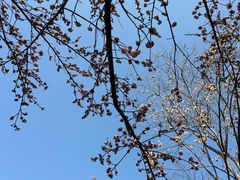 -金鸡湖桃花岛