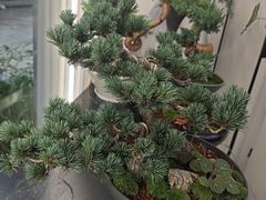 -淘花源花艺鲜花店 开业花篮 绿植(南部商务区店)