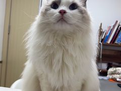 -宠颐生宠物医院·心肾内科·猫专科诊疗中心宠巢店