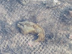 -北海金海湾红树林生态旅游区