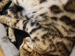 -猫小院猫主题咖啡厅(北锣店)