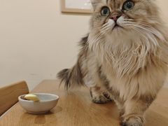 -滚猫咖啡·猫咖·猫友好撸猫(未来城店)