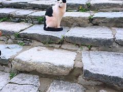 -布达拉宫