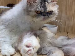 -屋虎猫馆(宝安大仟里店)