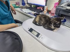 -中农国际动物医院24小时·猫科·骨科·急重症中心