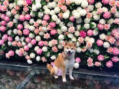 -百好乐宠物友好餐厅(朝外大街店)