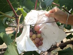 -马陆小张葡萄园农家乐