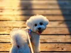 -翊宠yipet猫狗购宠庄园犬舍•猫舍