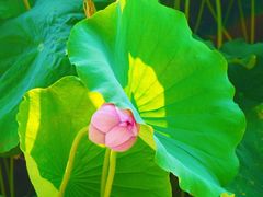 -莲花池公园