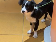 -MARSMART PETS火星宠物超市(1733店)