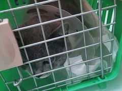 -宠福鑫康馨动物医院·骨科·眼科
