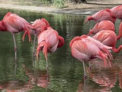 -石家庄市动物园