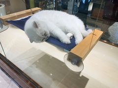 -momokira米努特·德文卷毛猫·棉花面纱犬