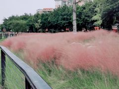 -映月湖公园