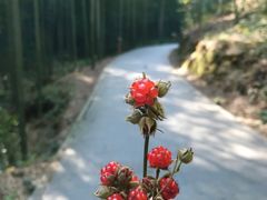 -龙坞茶村
