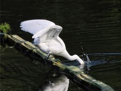 -重庆彩云湖湿地公园
