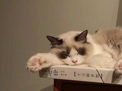 -东方名猫馆·英短金渐层布偶猫舍(环线广场1号楼店)