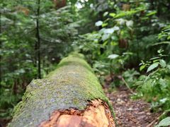 -五营红松林海景区