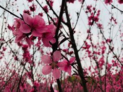 -上海市龙华烈士陵园