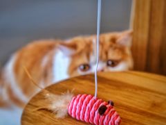 -飞行喵MR PILOT|猫舍·猫咖(静安大融城店)