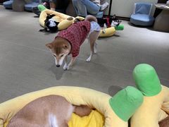 -逗柴咖啡屋·狗咖猫咖宠物桌游