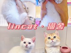 -lincat·猫舍(广州店)