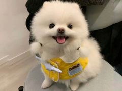 -怪兽屋·羊驼·猫咖·狗咖(俊华广场店)