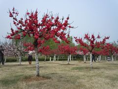 DSCN0628-白塘生态植物园