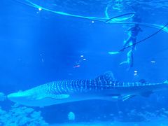 -烟台海昌鲸鲨海洋公园