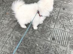 -成都民大动物医院