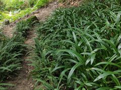 -火炉山森林公园