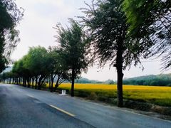 -上海佘山国家森林公园天马山园