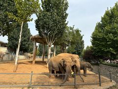 -石家庄市动物园