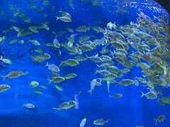 -成都浩海立方海洋公园