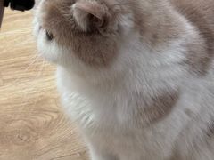 -滚猫咖啡·猫咖·猫友好撸猫(未来城店)