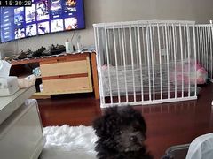 -翊宠yipet猫狗购宠庄园犬舍•猫舍