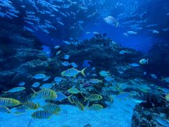 -海合安成都极地海洋公园