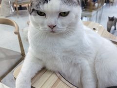 -喵园·猫主题咖啡厅·撸猫·猫咖(国贸店)